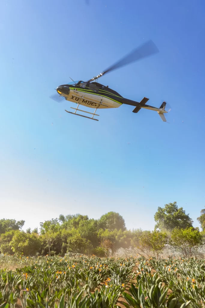 propuesta de matrimonio, volopapilio