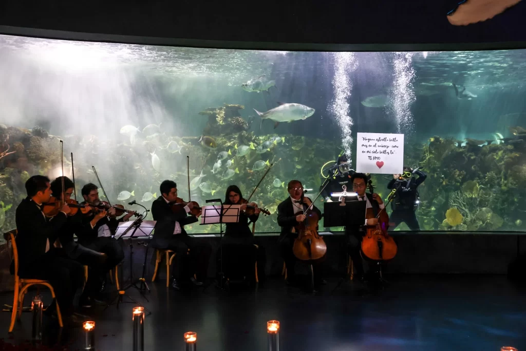 propuesta de matrimonio, volopapilio