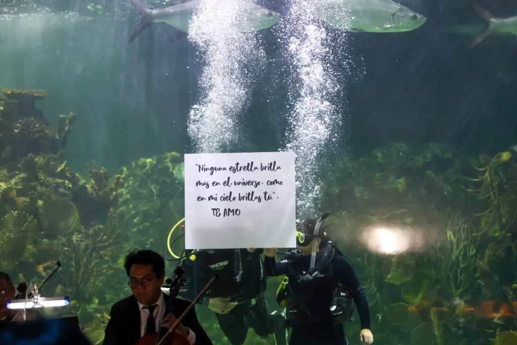 propuesta de matrimonio, volopapilio