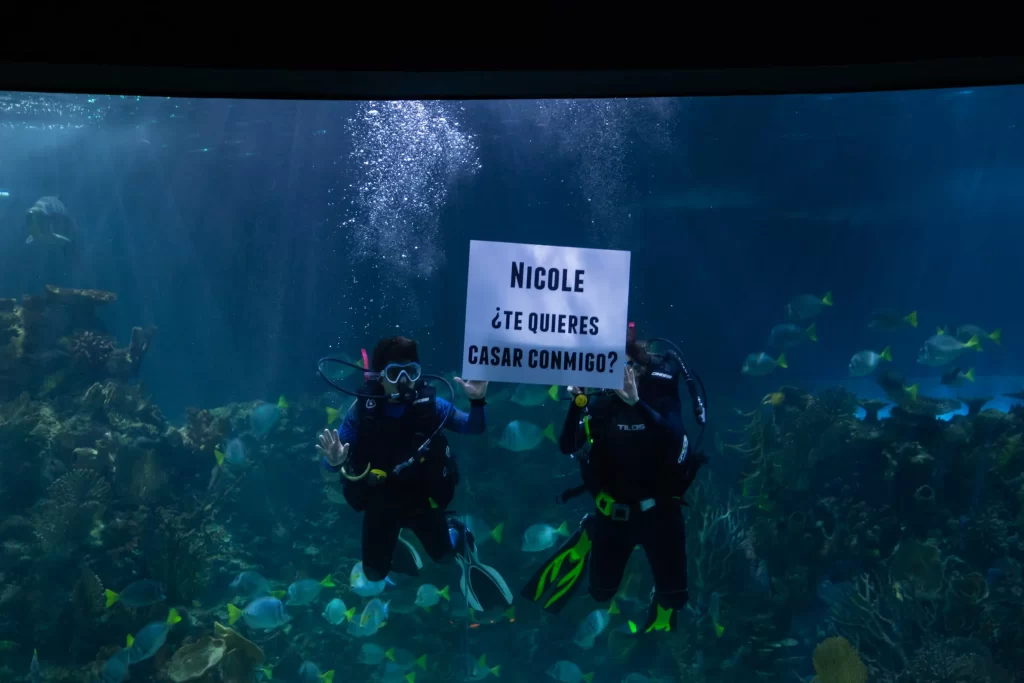 propuesta de matrimonio, volopapilio